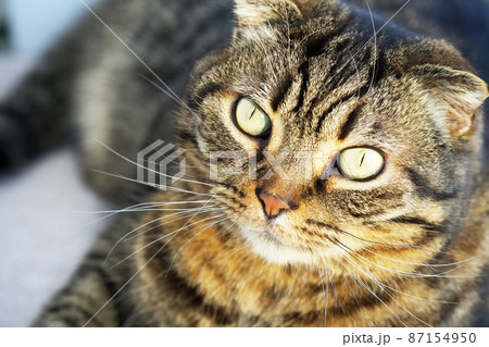 こちらを見る猫 87154950