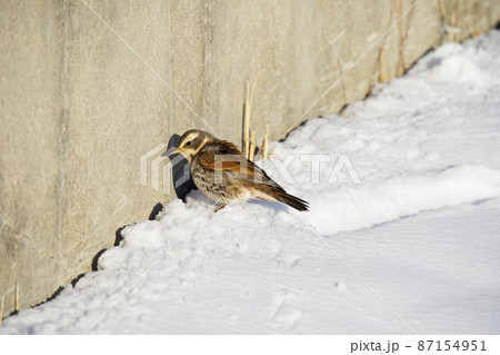 雪の上の鳥 87154951