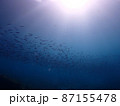 魚の群れ 87155478