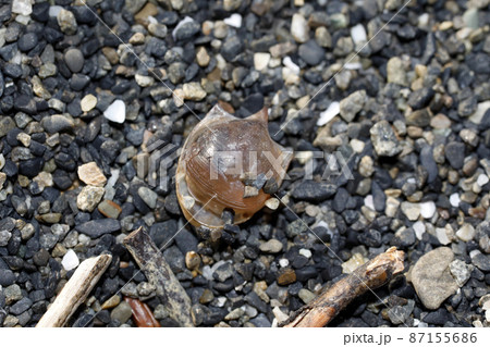 漂着物　クリイロカメガイ 87155686