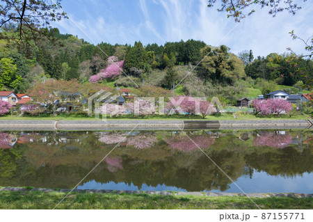 〈島根県〉三刀屋川に映る八重桜の風景 87155771