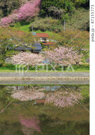 〈島根県〉三刀屋川に映る八重桜の風景 〈島根県〉三刀屋川に映る八重桜の風景 87155773
