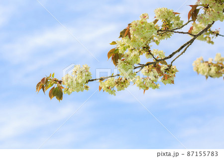 御衣黄 御衣黄 87155783