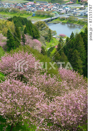 〈島根県〉八重桜の咲く雲南市三刀屋町の町並み 〈島根県〉八重桜の咲く雲南市三刀屋町の町並み 87155787
