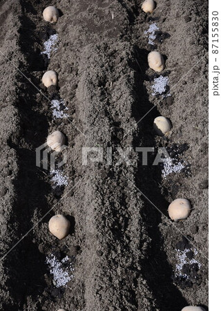 ジャガイモ植え付け・家庭菜園 87155830