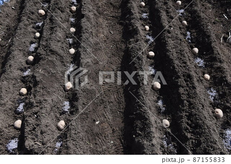 ジャガイモ植え付け・家庭菜園 87155833