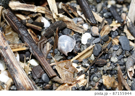 漂着物 マルカメガイ 漂着物 マルカメガイ 87155944