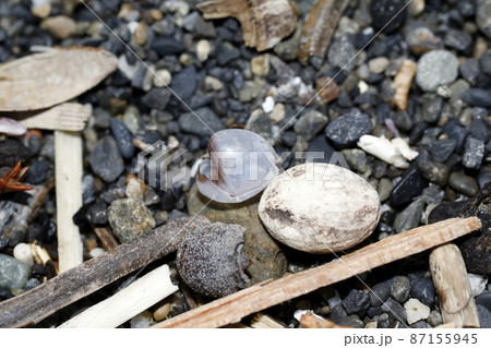 漂着物　マルカメガイ 87155945