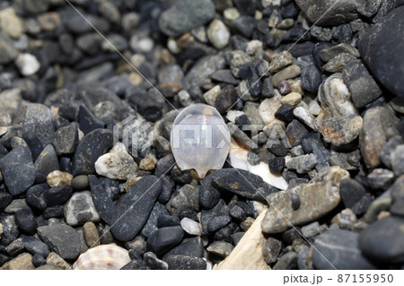 漂着物　マルカメガイ 87155950