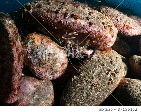 オトヒメエビ オトヒメエビ 87156152