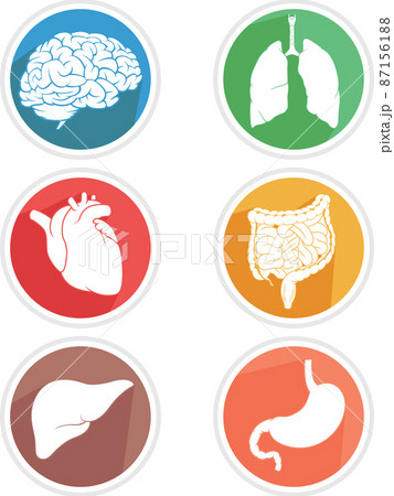 Human Internal Organ Icon Body Parts Symbol Illustration Drawing 87156188