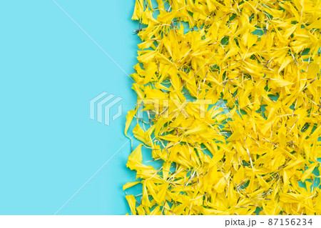 Yellow marigold flowers on blue background. 87156234