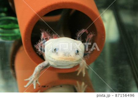 水槽の土管の中のウーパールーパー 水槽の土管の中のウーパールーパー 87156496