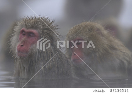 snow monkey snow monkey 87156512