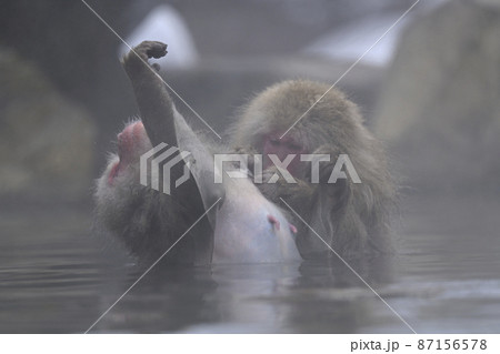 snow monkey snow monkey 87156578