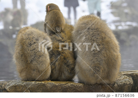 snow monkey 87156636