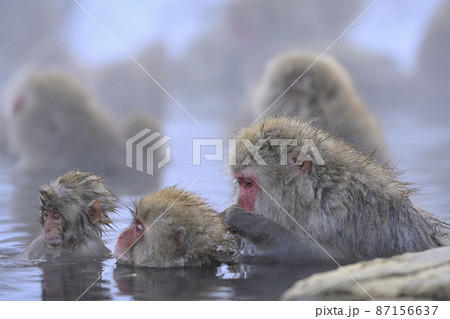 snow monkey snow monkey 87156637