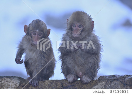 snow monkey 87156652