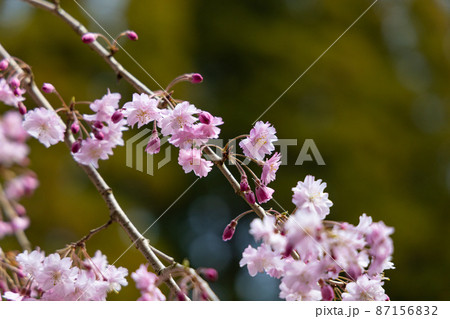 EOSRP.広島世羅、枝垂桜の花。 EOSRP.広島世羅、枝垂桜の花。 87156832