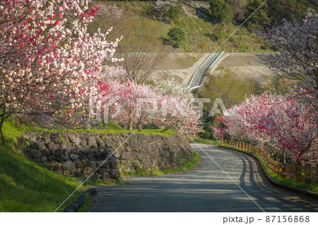 高知県 引地橋の花桃 高知県 引地橋の花桃 87156868