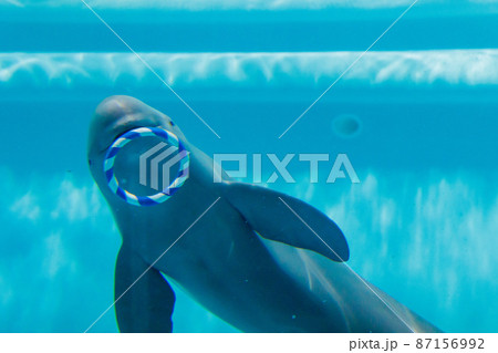 スナメリ スナメリ 87156992