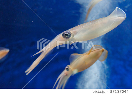 アオリイカ アオリイカ 87157044