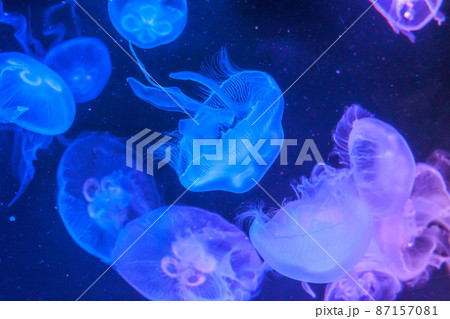 ミズクラゲ 87157081