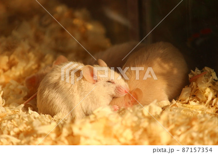 仲良くくっついて眠るネズミ 仲良くくっついて眠るネズミ 87157354
