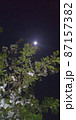夜桜と月 87157382