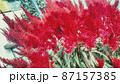 鮮やかな赤い植物 87157385