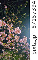 夜桜 87157394