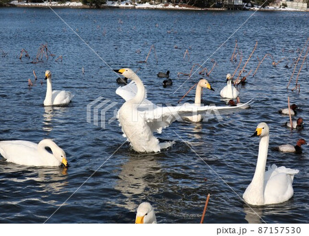 新潟県　弁天潟風致公園　白鳥 87157530
