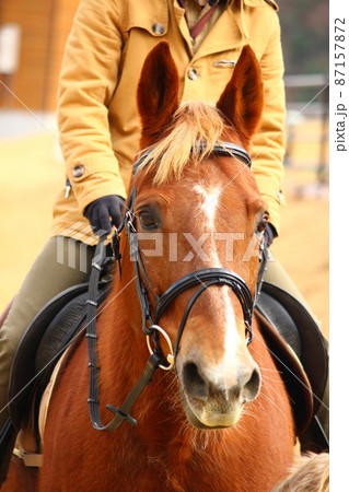 馬装した馬の顔 馬装した馬の顔 87157872