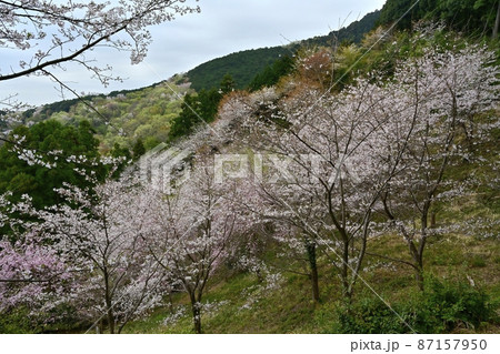 越生町さくらの山公園 越生町さくらの山公園 87157950