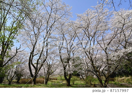 越生町さくらの山公園 越生町さくらの山公園 87157997