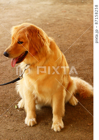 お座りする成犬のゴールデンレトリバーの写真素材 [87158258] - PIXTA