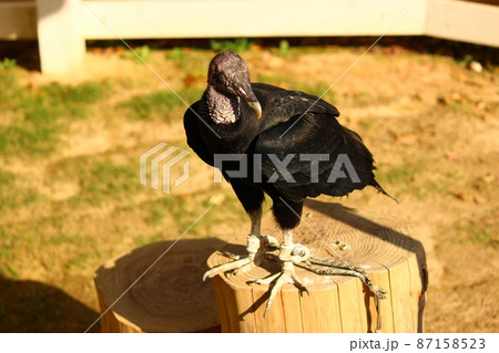 気持ちよさそうに日向ぼっこをするクロコンドル 気持ちよさそうに日向ぼっこをするクロコンドル 87158523