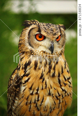 かっこいいベンガルワシミミズク かっこいいベンガルワシミミズク 87158834