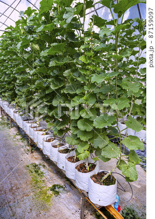 Green fresh organic melon farm inside greenhouse 87159097