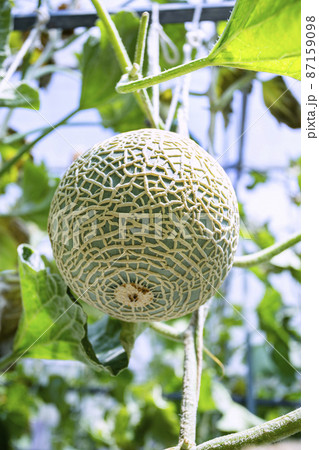 Green fresh organic melon farm inside greenhouse Green fresh organic melon farm inside greenhouse 87159098