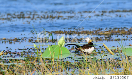 Pheasant-tailed jacana isolated against lake waters. Walks swiftly on the lotus leaves. Beautiful wetland birds in Sri Lanka. 87159507