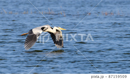 Grey heron (Ardea cinerea) long-legged wading bird flying close to the water surface in Yoda lake in Hambanthota. Beautiful wildlife photograph. Grey heron (Ardea cinerea) long-legged wading bird flying close to the water surface in Yoda lake in Hambanthota. Beautiful wildlife photograph. 87159509
