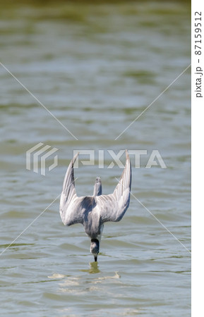 Stern bird hunting in action, Diving fast into the freshwater lake. concept of between worlds. Stern bird hunting in action, Diving fast into the freshwater lake. concept of between worlds. 87159512