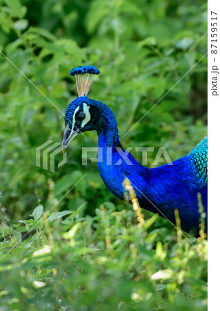 Indian peafowl close-up portraiture. Beautiful wild male peafowl foraging in the grassy meadow. Spotted in Udawalawe national park safari. 87159517