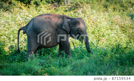 Young Asian elephant excrement while grazing in the grassy field. 87159534