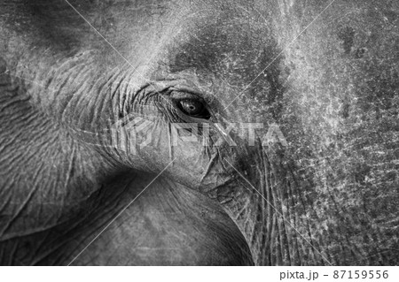 Asian elephant's eye close-up shot black and white. 87159556
