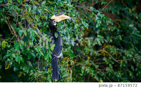 A beautiful Malabar hornbill bird with red eyes sits on a wild fruits tree in the dark. close up bird portraiture shot. Spotted in the Udawalawa national park. A beautiful Malabar hornbill bird with red eyes sits on a wild fruits tree in the dark. close up bird portraiture shot. Spotted in the Udawalawa national park. 87159572