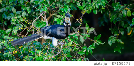 Malabar pied hornbill bird turns its head towards the camera, perched on a wild fruits tree in Udawalawa national park. Malabar pied hornbill bird turns its head towards the camera, perched on a wild fruits tree in Udawalawa national park. 87159575