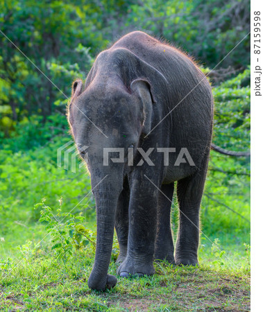 Newborn cute baby elephant close-up portraiture photograph. grazing in the grass field at Udawalawa national park. 87159598