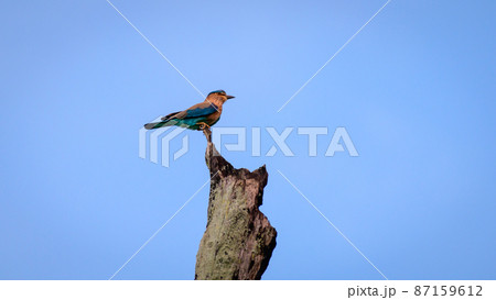 Beautiful Indian roller bird perched high up on a dead tree trunk. Beautiful Indian roller bird perched high up on a dead tree trunk. 87159612
